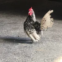 خروس سیبرایت اذان‌گو