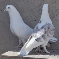 کبوتر
