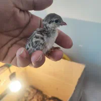 جوجه کوهی ،مرغ کرچ برهما ،جوجه لاری و گلین