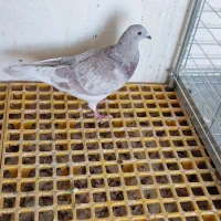 نردورگ پلاکی مست ناسخت