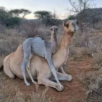 شیر تازه شتر موجود میباشد با تغذیه گیاهان دارویی