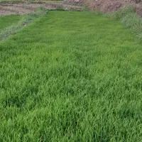 تومه برنج