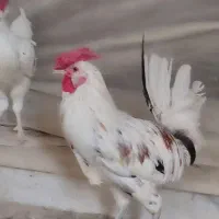 خروس گلین