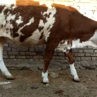 گاو
