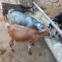 بز خشک و داشتی