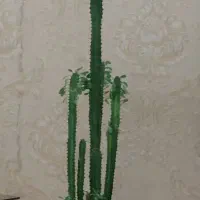 اوربیا ۱/۵ متری