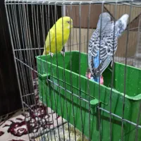 چهار جفت مرغ عشق مولد کار داده جفتی ۵۰۰ مقطوع