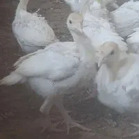 بوقلمون ۴۰ روزه