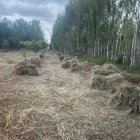 فروش یونجه اماده و دسته بندی شده