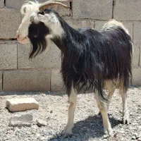کولار بز