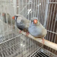 جفت فنچ مولد لپ سفید انگلیسی جامبو درشت