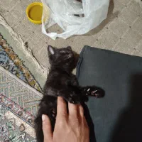 بچه گربه سیاه ماده بازیگوش