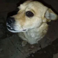 سگ نژاد دار