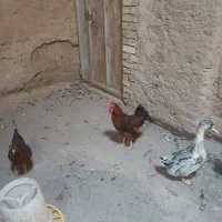 اردک و بوقلمون وخروس