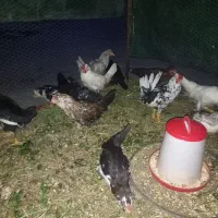 نیمچه گلین چهار ماهه