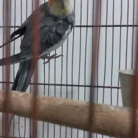 فروش عروس هلندی