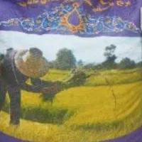 برنج هندی جی تی سی (تحویل درب منزل)