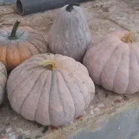 کدو انجیری شیرین تضمینی بهاره،پاچ باقالا خشک