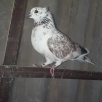 کبوتر پرشی