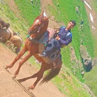 اسب