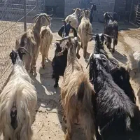 بز کشتاری