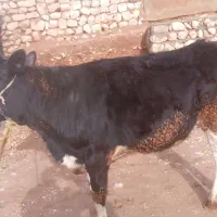 گوساله ماده ریچلند امریکای