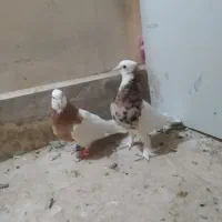 کفتر
