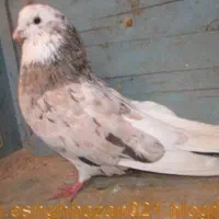 کبوتر سرور