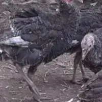 بوقلمون ماده سرحال دوساله