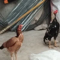 خروس‌لاری‌و‌مرغ‌لاری‌به‌فروش‌میرسد