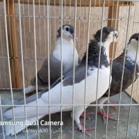 کبوتر ساده کاکلی