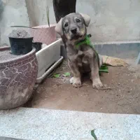 توله پژدر