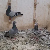 سبز سار  پشت