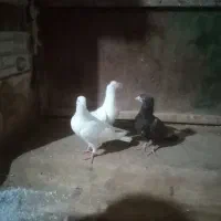 تعداد سه عدد جوجه باب نو بازی