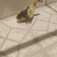 جوجه اردک
