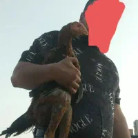 جوجه خروس لاری ۵ ماهه