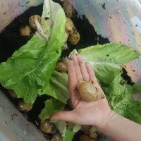 فروش ۲۰ عدد حلزون آلبینو به همراه باکس