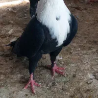 کربلای سیاه