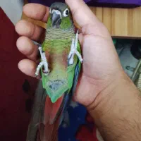 گرینچیک با قفس طلای