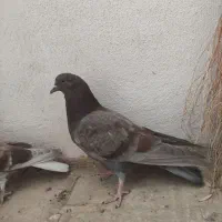 جوجه کفتر