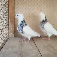 طوقی|پرنده|آران و بیدگل, |دیوار