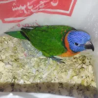طوطی لوری رنگین کمانی دستی(اخلاقی شبیه بچه گربه)
