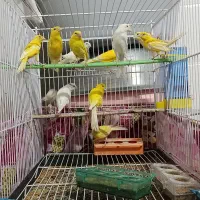 فروش قناری