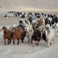 بز وکهره معاوضه با خودرو