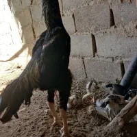 خروس|حیوانات مزرعه|زاهدان, |دیوار