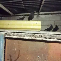 چند سیاه آبادانی خالص