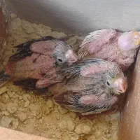 جوجه سرلاکی عروس هلندی