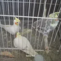 سلام عروس هلندی یکی جفت با بچه اش