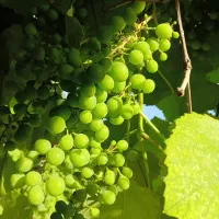 انگور واسه اب عوره