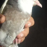 کبوتر